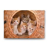 Tabloshop Yavru Kediler 60x40 cm Tablo