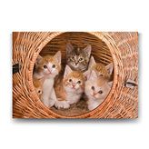 Tabloshop Yavru Kediler 75x50 cm Tablo