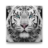 Tabloshop Yeşil Gözlü Beyaz Kaplan 60x60 cm Tablo
