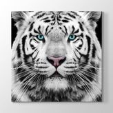 Tabloshop Yeşil Gözlü Beyaz Kaplan 90x90 cm Tablosu