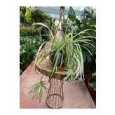 Taha Çiçekcilik Yeşil Kurdele Çiçeği Chlorophytum Comosum 30-50 Cm