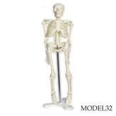 TAM İSKELET MAKETİ 45 CM MODEL 32