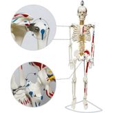 Tam İskelet Maketi 85 cm Model 8