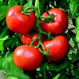 Tarla Domatesi Tohumu