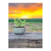 Taş Saksıda Afra Bonsai Yeşim Ağacı