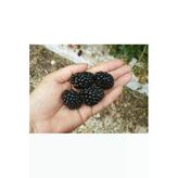 Taşkar Peyzaj Jumbo Böğürtlen Fidanı ( Dikensiz)