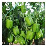 Tatlı Dolmalık Biber Tohumu (10 gram)
