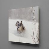 Technopa Kahverengi Kurt 70x70 cm Kanvas Tablo