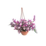 Telgraf Çiçeği Askılı Saksı, Pembe, BTSR482