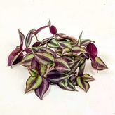 Telgraf Çiçeği Fidanı 10-20 Cm