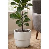 TEMMUZ HOME Kuple Premium Serisi 11 Lt Modern Tasarım Saksı - Salon ve Balkon Tipi Büyük Boy Saksı