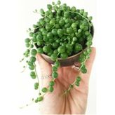 Tesbih Çiçeği [inci Tanesi] Senecio Rowleyanus