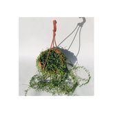Tesbih Çiçeği (Senecio) 80Cm-100Cm