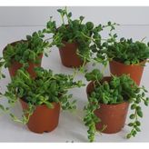 Tesbih Çiçeği Sukulent Mini Sukulent Saksısında