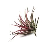 Tillandsia Ionantha - Hava Bitkisi