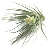 Tillandsia Stricta (Hava Bitkisi)