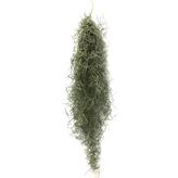 Tillandsia Usneoides - Hava Bitkisi