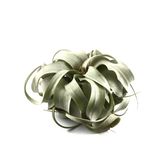 Tillandsia Xerographica - Hava Bitkisi