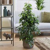 TNC Garden Groups Benjamin - Ficus Benjamina 90 cm 2 Adet