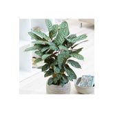 tnc garden groups Calathea Ctenanthe Setosa (dua Çiçeği) 20-40 Cm