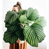 tnc garden groups Calathea Orbifolia (dua Çiçeği) 20-30 Cm