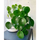 tnc garden groups Pilea Peperomioides - Para Bitkisi 20-40 Cm