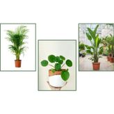 TNC Garden Groups Starliçe & Areka & Pilea