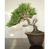 tohhum BİBERİYE BONSAİ AĞACI 10