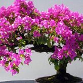 tohhum ERGUVAN BONSAİ AĞACI 5