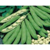 Toptan Budur Bakla Tohumu - 10 G - .