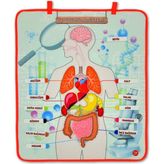 Tox Iç.organlar Sistemi Keçe Duvar Panosu