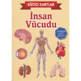 Tp Eğitici Kartlar Insan Vücudu