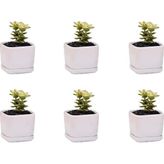 Tr Mini 6'li Set 2X2X1,6 Inç Kare Modern Minimalist Beyaz Seramik Sukulent Mini Saksı/altlıklı P - Genel