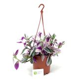 Tradescantia Nanouk Pembe Telgraf Çiçeği