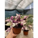 Tradescantia Nanouk Telgraf Çiçeği 13 Lük Saksıda