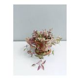 Tradescantia Telgraf Çiçeği Pembe