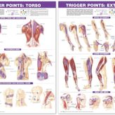 Trigger Point Chart Set: Torso and Extremities