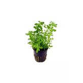 Tropikal Bacopa Australis 1 Saksı