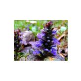 Tunç Botanik Ajuga - 10 Adet Bordo Yer Örtücü Bitki