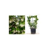 Tunç Botanik Arap Yasemini Pergola Formlu 40-60 cm