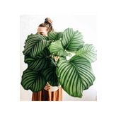 Tunç Botanik Calathea Orbifolia (Dua Çiçeği) 20-30 cm