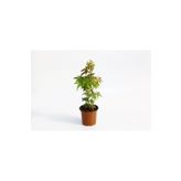 Tunç Botanik Japon Akçaağaci Acer Palmatum