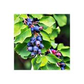 Tunç Botanik Şifalı Saskatoon Berry Fidanı