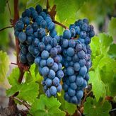 Tüplü Cabernet Sauvignon Üzüm Fidanı