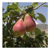 Tüplü Etruşka(Etrusca) Armut Fidanı