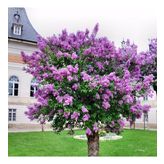 Tüplü Leylak (Syringa) Fidanı