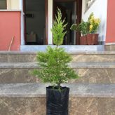 TÜPLÜ LİMONİ SERVİ FİDANI BOY 50-60CM