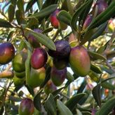 Tüplü Sofralık Manzalina Zeytin Fidanı