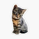 Ufak Bebek Kedi Araba Oto Sticker Etiket Renkli E6