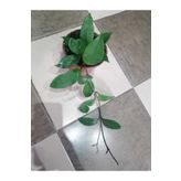 UMUTDESIGN Mum Çiçeği -hoya Carnosa